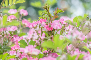 バラ園で咲く満開のバラ