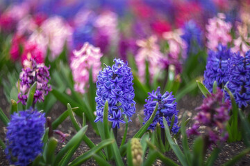 Obraz premium Spring flowers background. Beautiful fragrant pink, red, blue and purple hyacinths close up blooming in the garden.