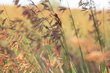 River Reeds and seed pods in Autumn Colours