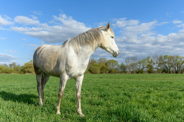 Obraz na płótnie Canvas Horse in a pasture in spring.