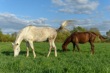 Obraz na płótnie Canvas Horses in a pasture in spring.