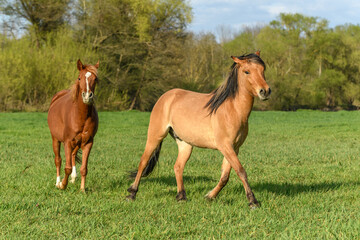 Obraz na płótnie Canvas Horses running in a pasture in spring.