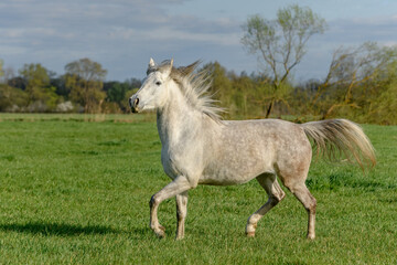 Obraz na płótnie Canvas Horse running in a pasture in spring.