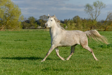 Horse running in a pasture in spring.