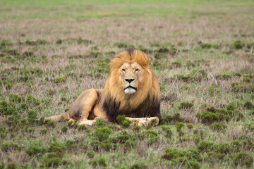 Lion with full mane laying in grasslands