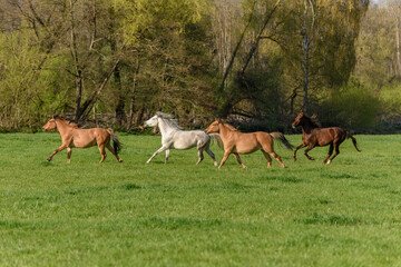 Naklejka na ściany i meble Horses running in a pasture in spring.