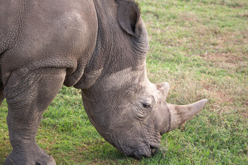 Fototapeta premium White Rhino Eating Grass in the Wild