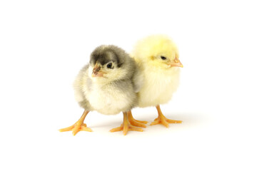 two little chicks gray and yellow isolated on a white .