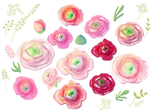 Different detailed pink and red ranunculus on white background. Elegant flowers for wedding. Illustration can be used for wedding and romantic projects.