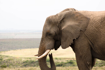 Fototapeta na wymiar African Wild Elephant in the Bush