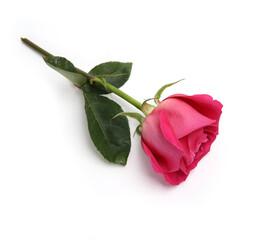 blooming pink rose on a white background