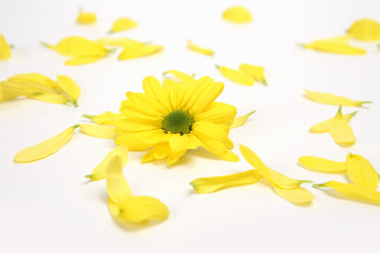 yellow chrysanthemums on white background