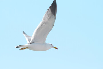 Obraz premium seagull flying in the sky