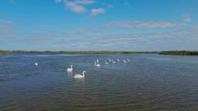 circle drone flight slow motion aerial filming, beautiful wild white swans in lake waters, lot of beautiful birds. wild nature beauty