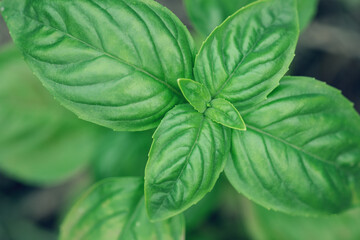 Close up of fresh green basil on a dark background. Food background. Soft focus - Image