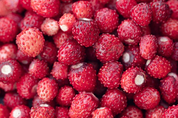 Wild strawberry background. Close-up. A lot of strawberries ripe - Image