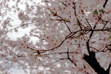 blossom