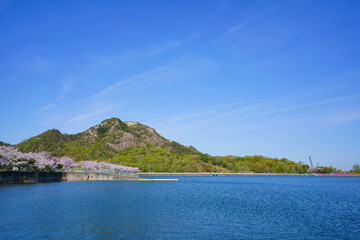 Obraz premium 桜 山大寺池 嶽山(香川県三木町)