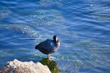海岸の岩場で休憩のオオバン