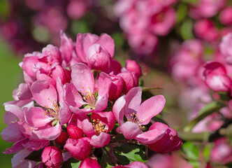 Blühender Zierapfelbaum im Frühling, Nahaufnahme