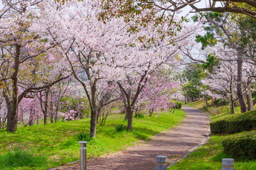 Naklejka premium 南芦屋浜ウォーターパークの桜風景 兵庫県芦屋市陽光町にて
