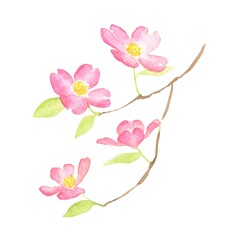 ハナミズキの花の水彩画