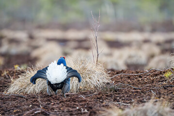 Lekking black grouse at morning on spring bog. Spring colors of morning moors with black grouse, blackcock. Lekking Male Black Grouse lek game at sunrise. Lyrurus tetrix lekking in Estonia, Saaremaa