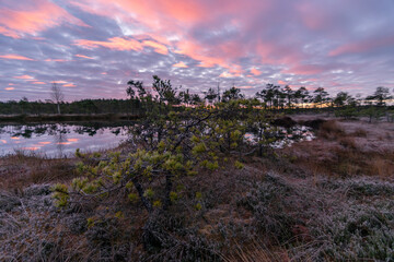 colorful sunrise over bog, dusk hour, dark swamp tree silhouettes, glorious sky, cold autumn morning, first frost on swamp vegetation