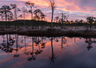 colorful sunrise over bog, dark bog tree silhouettes, gorgeous sky reflections in dark bog lake, cold autumn morning, first frost on bog grass and moss