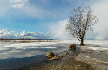 winter landscape with a lonely tree on the lake shore, flooded road, the boundaries of which are marked by stones, expressive clouds in the sky, Lake Burtnieki