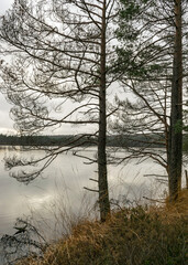 Obraz premium lake shore, swampy forest background, bog pines and birches, land covered with swamp typical plants, swamp