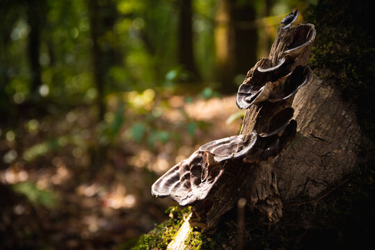 Bracket mushrooms gorwing on a tree branch.