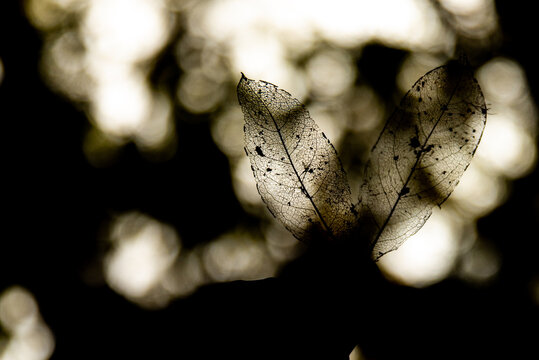 Dried leaves held against shadow and light play.
