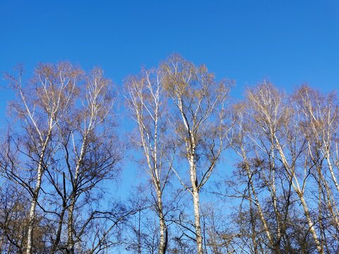 Viele weiße Birken ohne Laub vor blauem Himmel