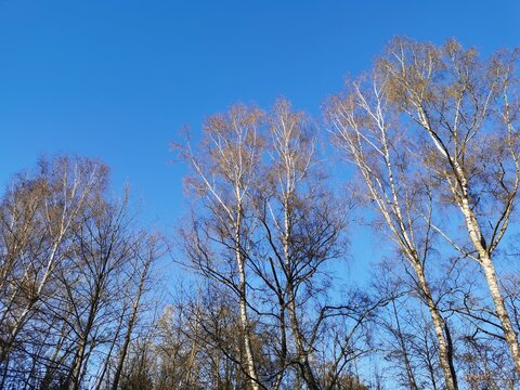 Birken vor blauem Himmel