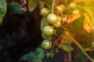 Lots of green cherry tomatoes ripen in the greenhouse in the sunlight. Mini tomatoes. Bunches of tasty and juicy tomatoes in the garden. Photo of growing healthy organic tomatoes in your garden.