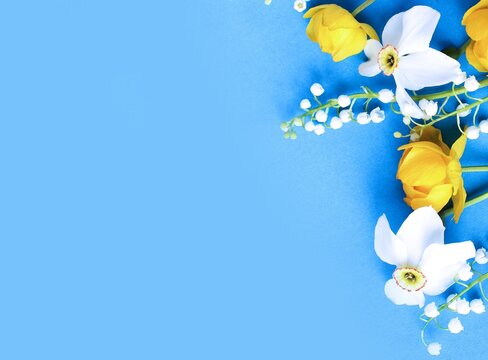 Yellow flowers of trolius europaeus, white daffodils and lilies of the valley on a blue background. Bright color. Background for spring greeting cards, invitations