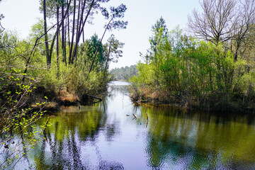 Fototapeta na wymiar hostens lake water view with trees reflexion