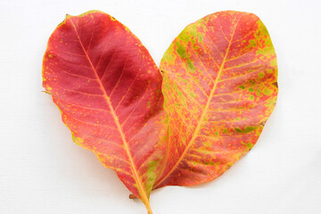 red leaf in autumn season arrangement flat lay postcard style on background white