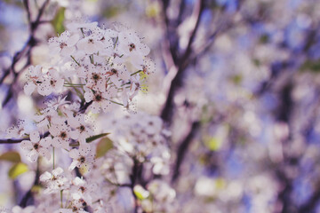 Blossoms in full bloom starting out the spring season 