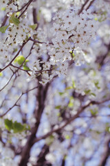 Blossoms in full bloom starting out the spring season 