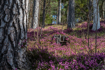 Schneeheide -  (Erica carnea)  in der Ramsau bei Hainfeld