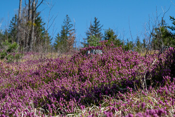 Schneeheide -  (Erica carnea)  in der Ramsau bei Hainfeld