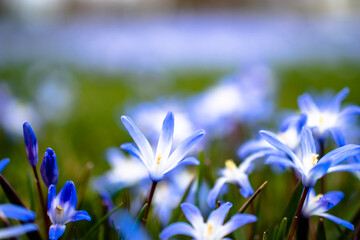 flowers in the garden