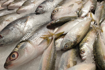 Fresh and raw sea water fish on Seafood Market Stall.