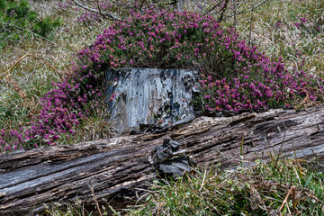 Schneeheide -  (Erica carnea)  in der Ramsau bei Hainfeld