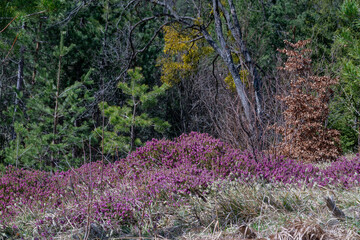 Schneeheide -  (Erica carnea)  in der Ramsau bei Hainfeld