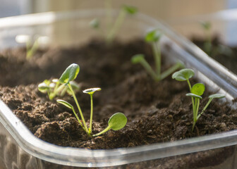 plastic plant boxes with earth and the first flower sprouts, blurred background, plant growing in spring for the garden