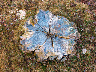 hidden colors in trunk rings