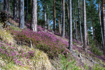 Schneeheide -  (Erica carnea)  in der Ramsau bei Hainfeld